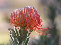 Imagem de Leucospermum gerrardii Stapf