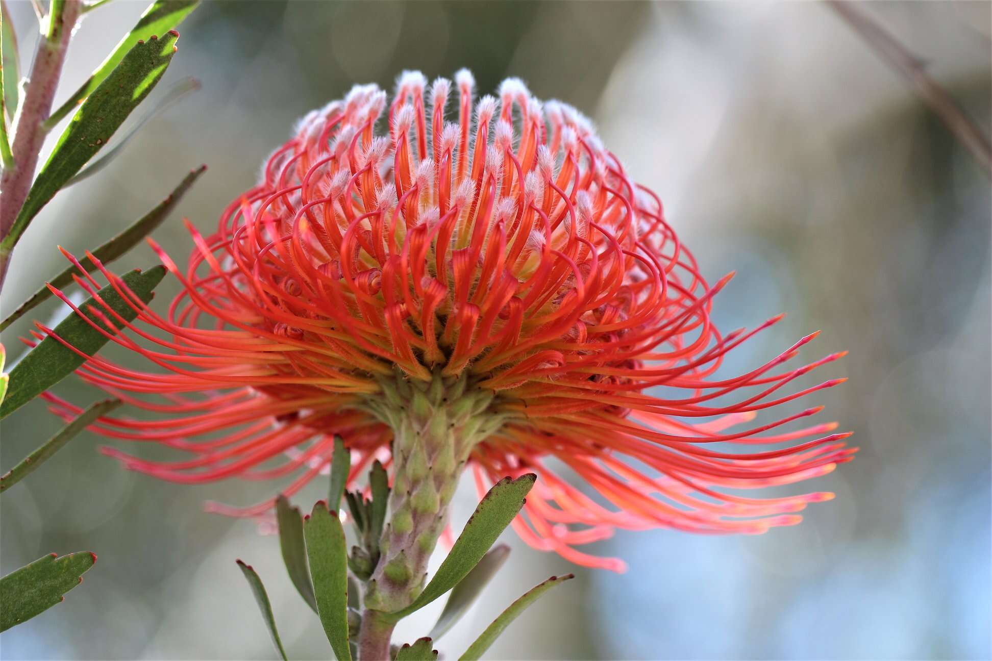 Imagem de Leucospermum gerrardii Stapf