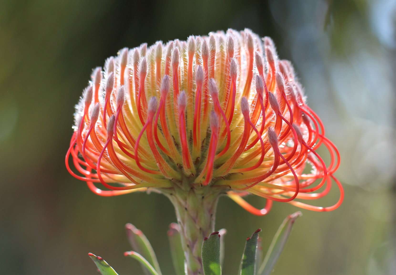 Imagem de Leucospermum gerrardii Stapf