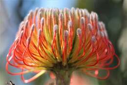 Imagem de Leucospermum gerrardii Stapf