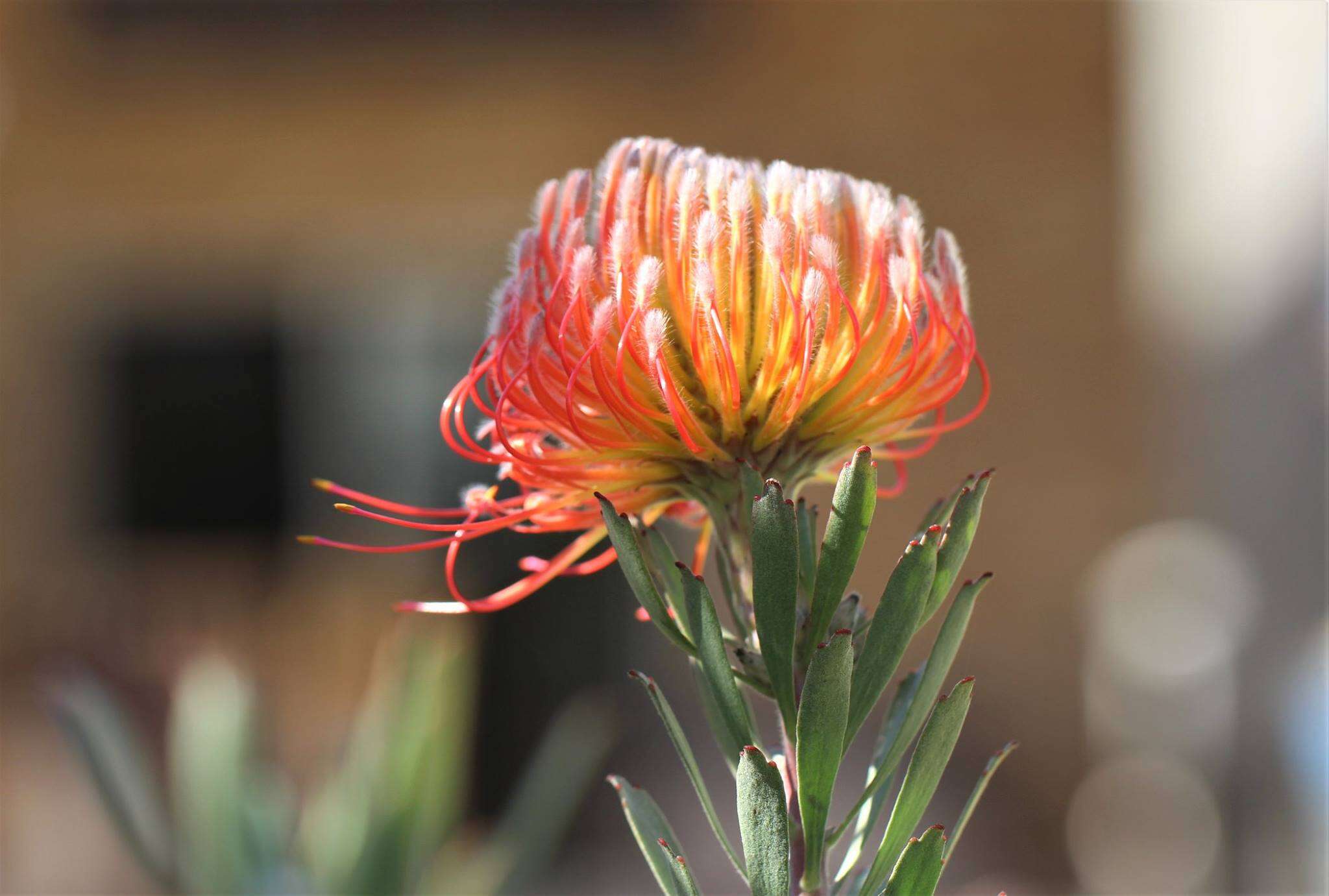 Image of Leucospermum gerrardii Stapf