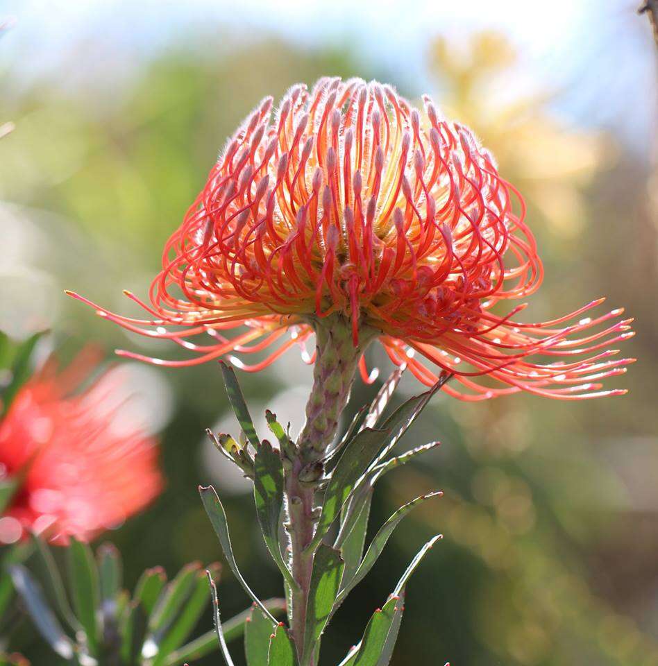 Imagem de Leucospermum gerrardii Stapf