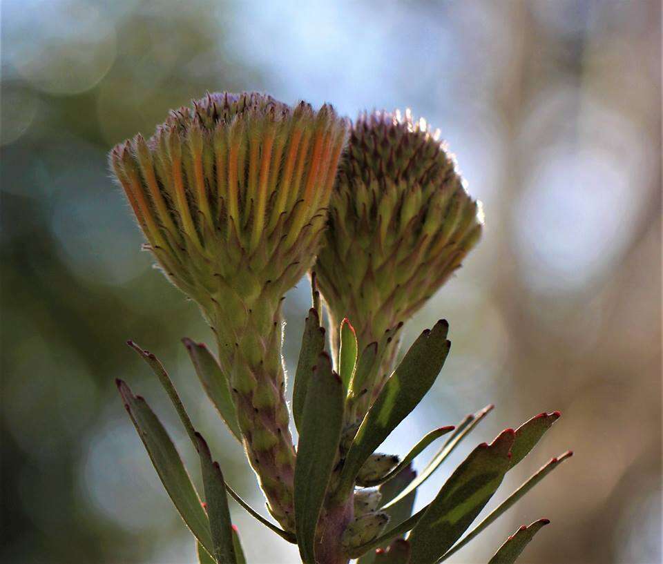 Imagem de Leucospermum gerrardii Stapf