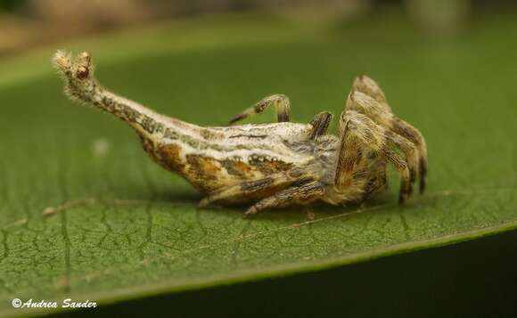 Image of Scorpion-tailed Spider