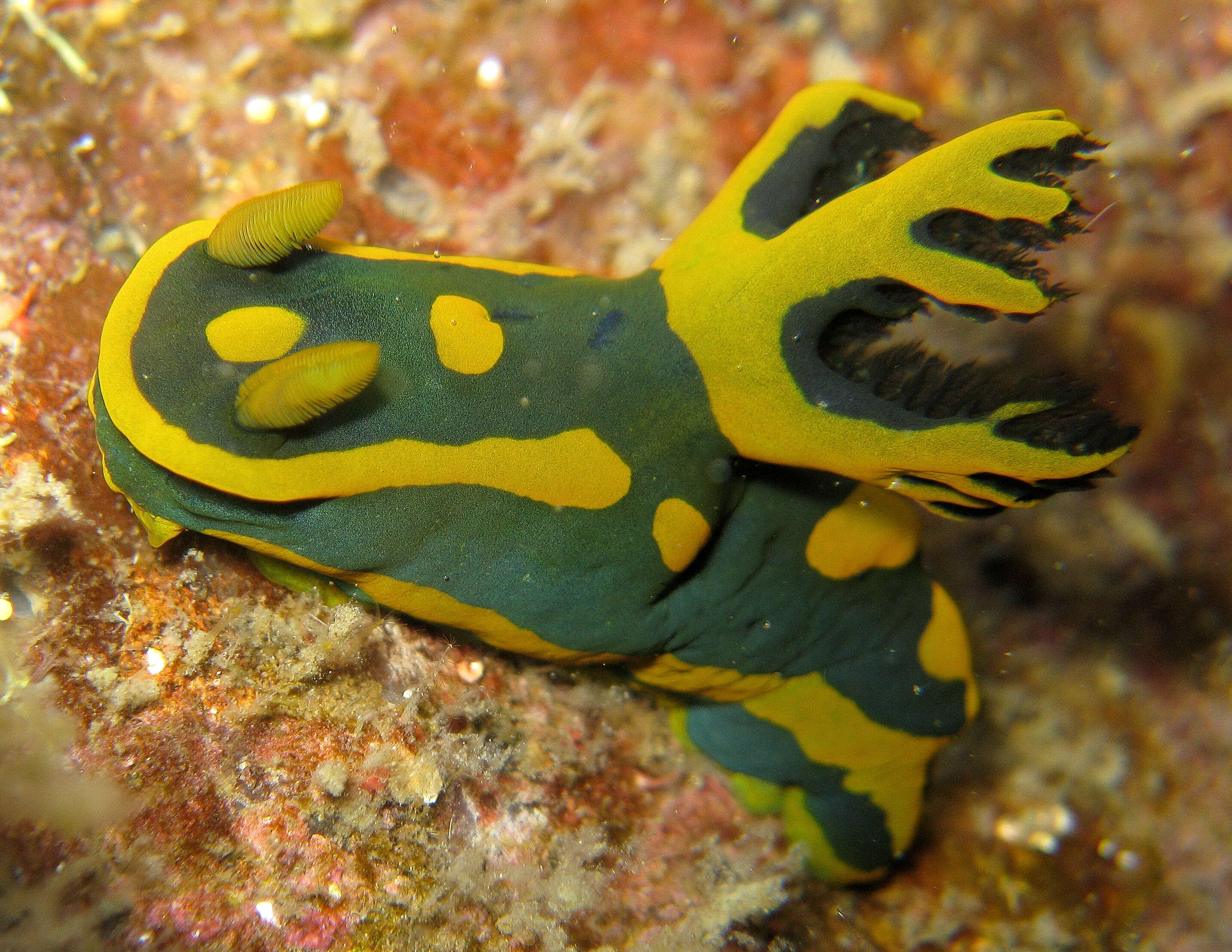 Image of Tambja gabrielae Pola, Cervera & Gosliner 2005