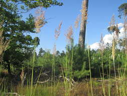 Imagem de Calamagrostis epigejos (L.) Roth