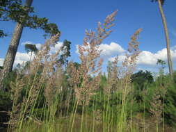 Imagem de Calamagrostis epigejos (L.) Roth