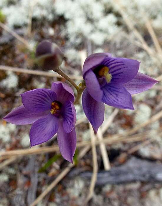 Image of Hybrid sun orchid