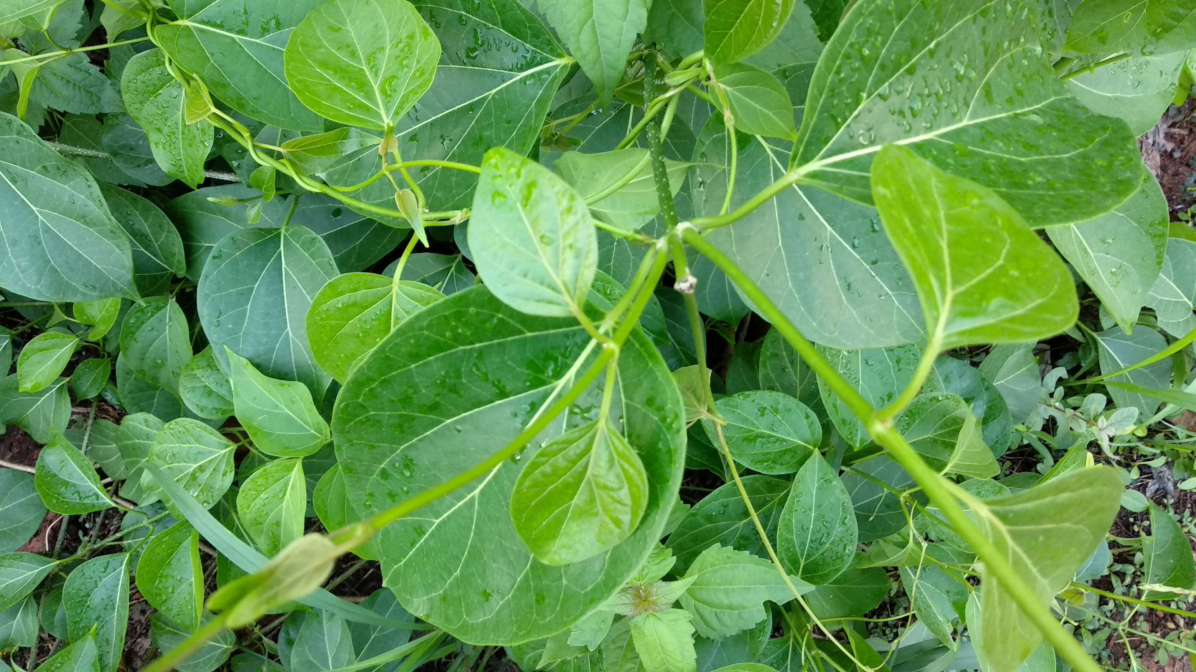 Image of Marsdenia volubilis (L. fil.) Cooke