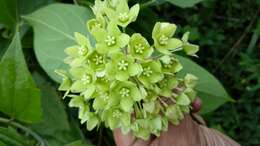 Image of Marsdenia volubilis (L. fil.) Cooke