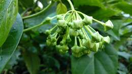 Image of Marsdenia volubilis (L. fil.) Cooke