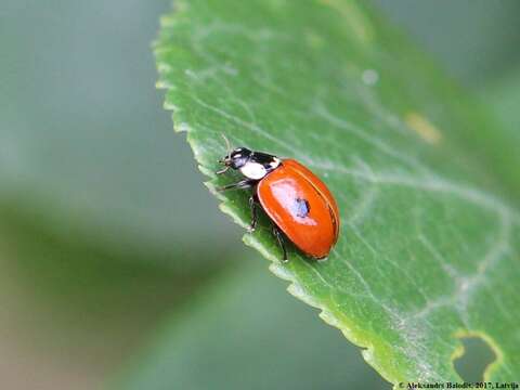 Image of twospotted lady beetle