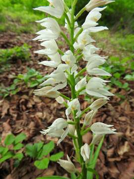 Image of Sword-leaved helleborine