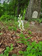 Image of Sword-leaved helleborine