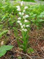 Image of Sword-leaved helleborine