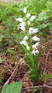 Cephalanthera longifolia (L.) Fritsch resmi