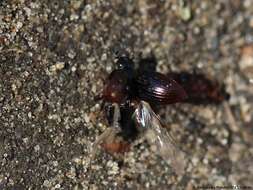 صورة Cercyon (Cercyon) haemorrhoidalis (Fabricius 1775)