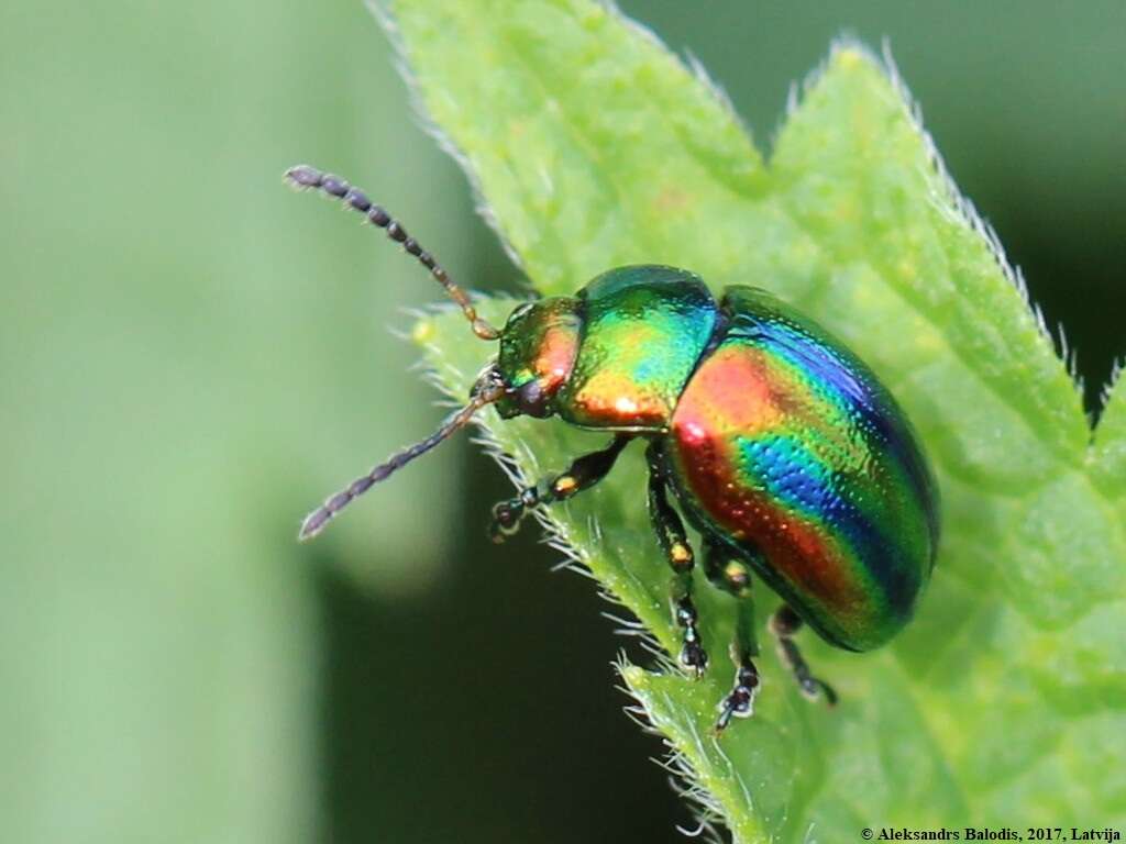 Image of Chrysolina fastuosa