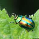 Chrysolina fastuosa resmi