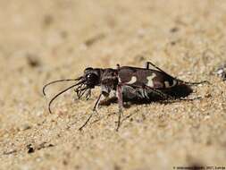 Image of Northern dune tiger beetle