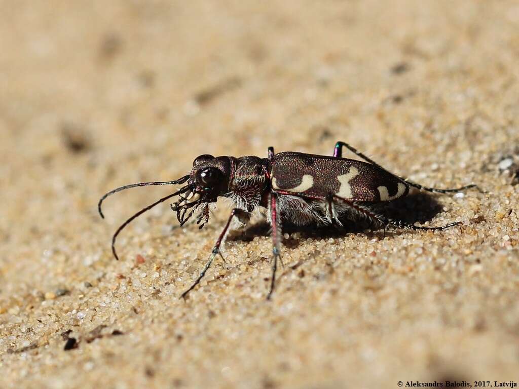 Image of Northern dune tiger beetle