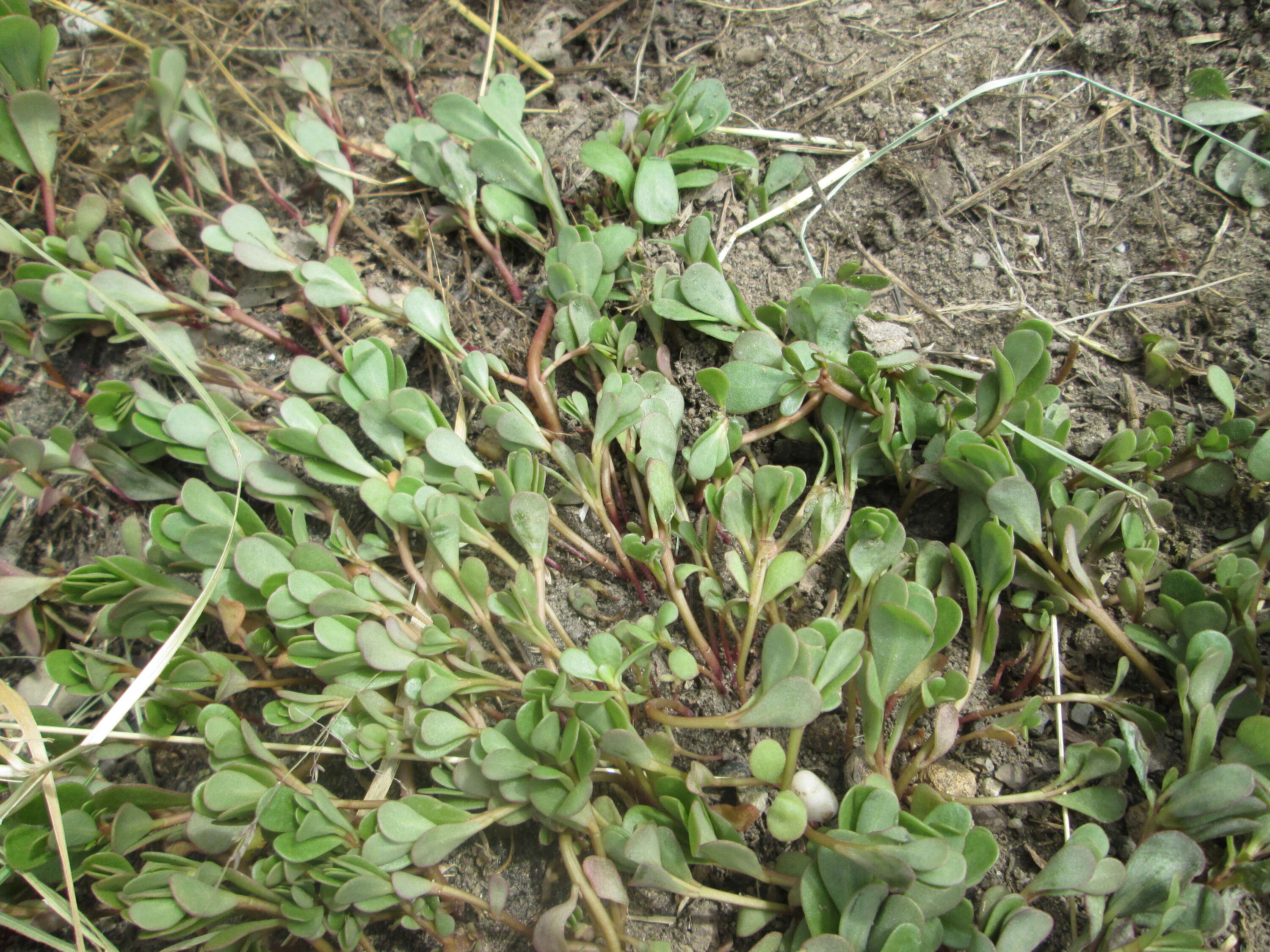 Image of common purslane