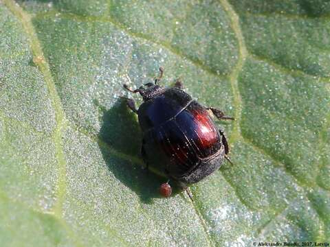 Image of Margarinotus (Paralister) purpurascens (Herbst 1791)