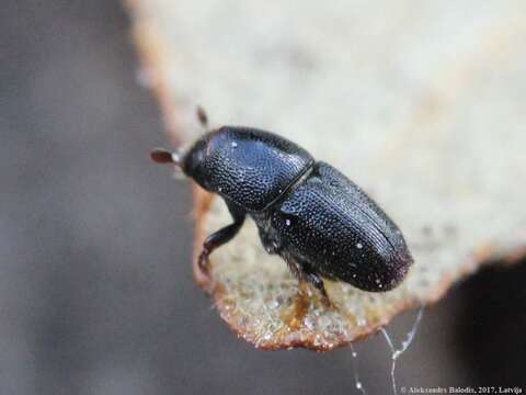 Image of Shot hole borer