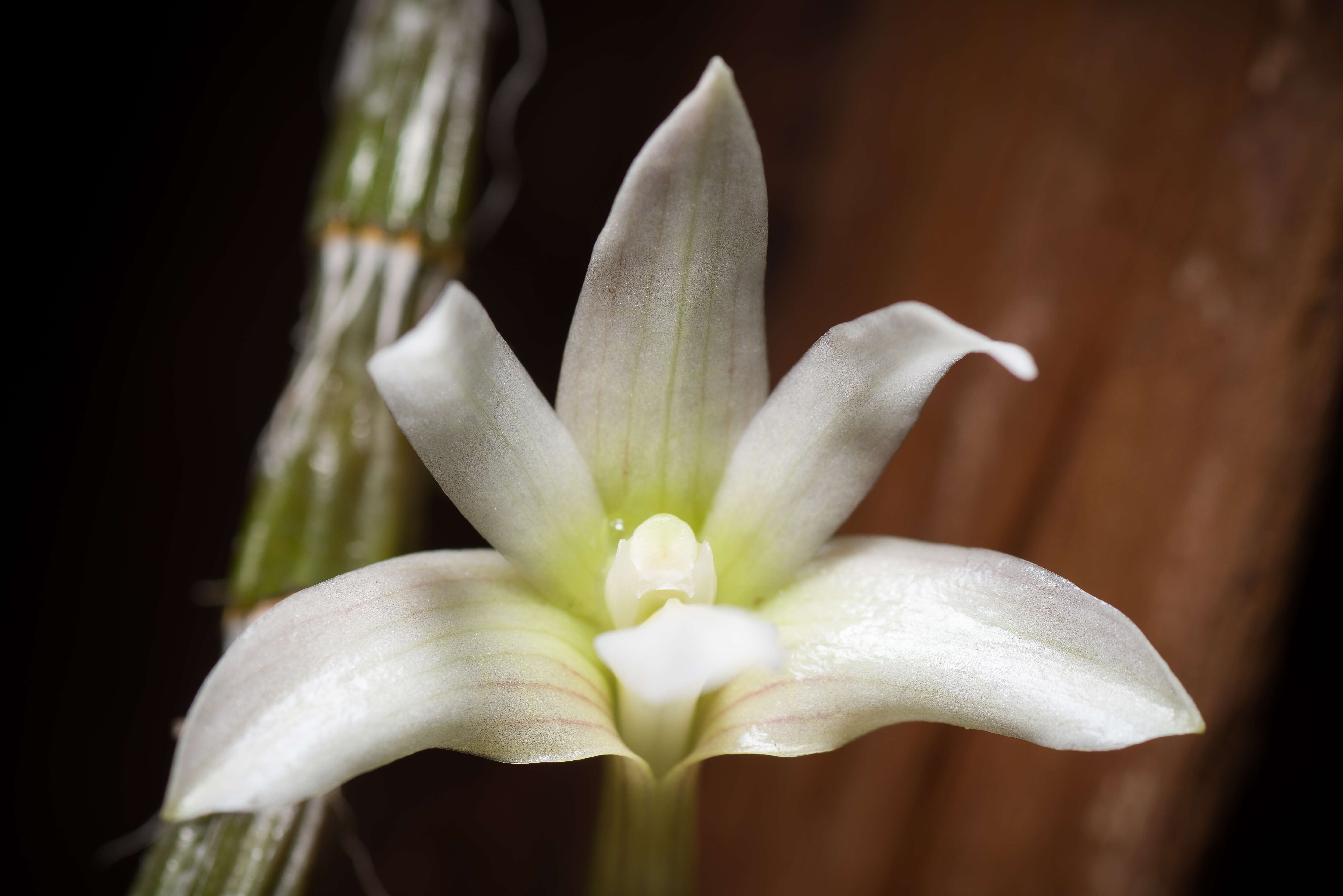 Image of Chameleon Dendrobium