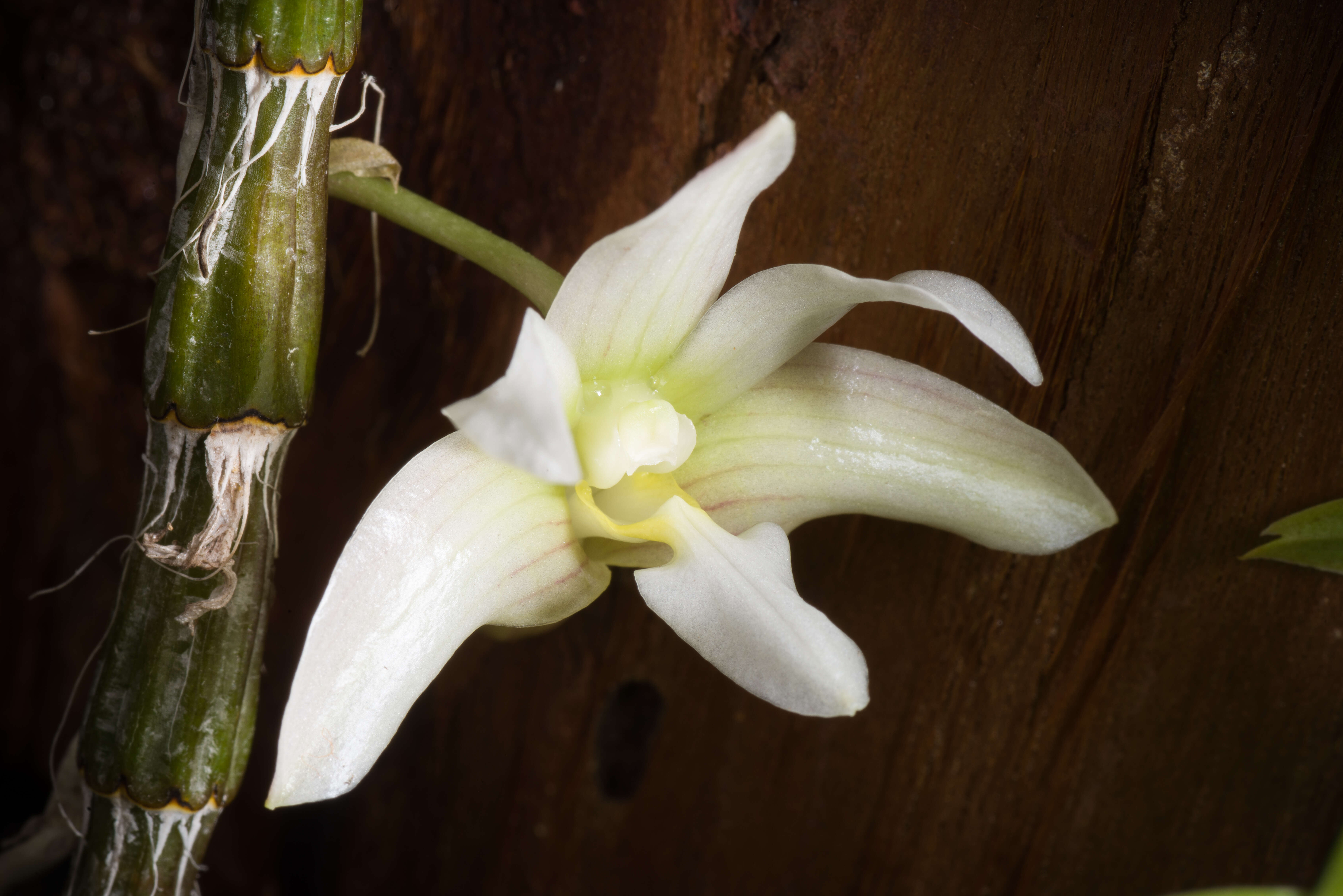 Image of Chameleon Dendrobium