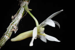 Image of Chameleon Dendrobium