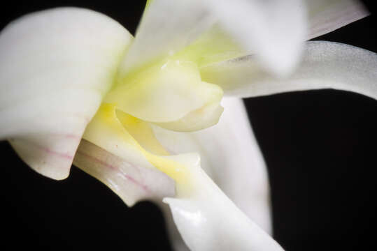 Image of Chameleon Dendrobium