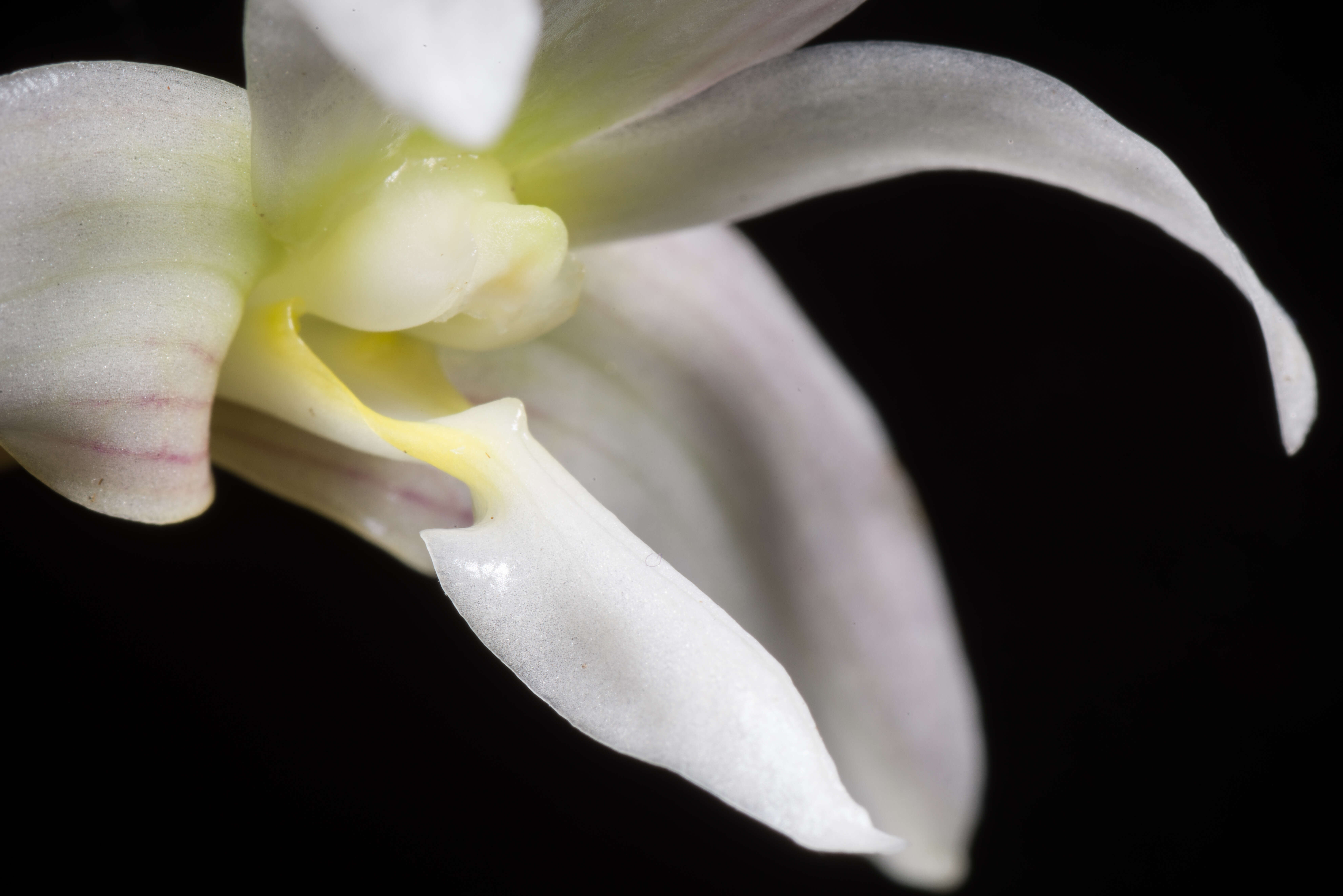 Image of Chameleon Dendrobium