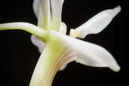 Image of Chameleon Dendrobium