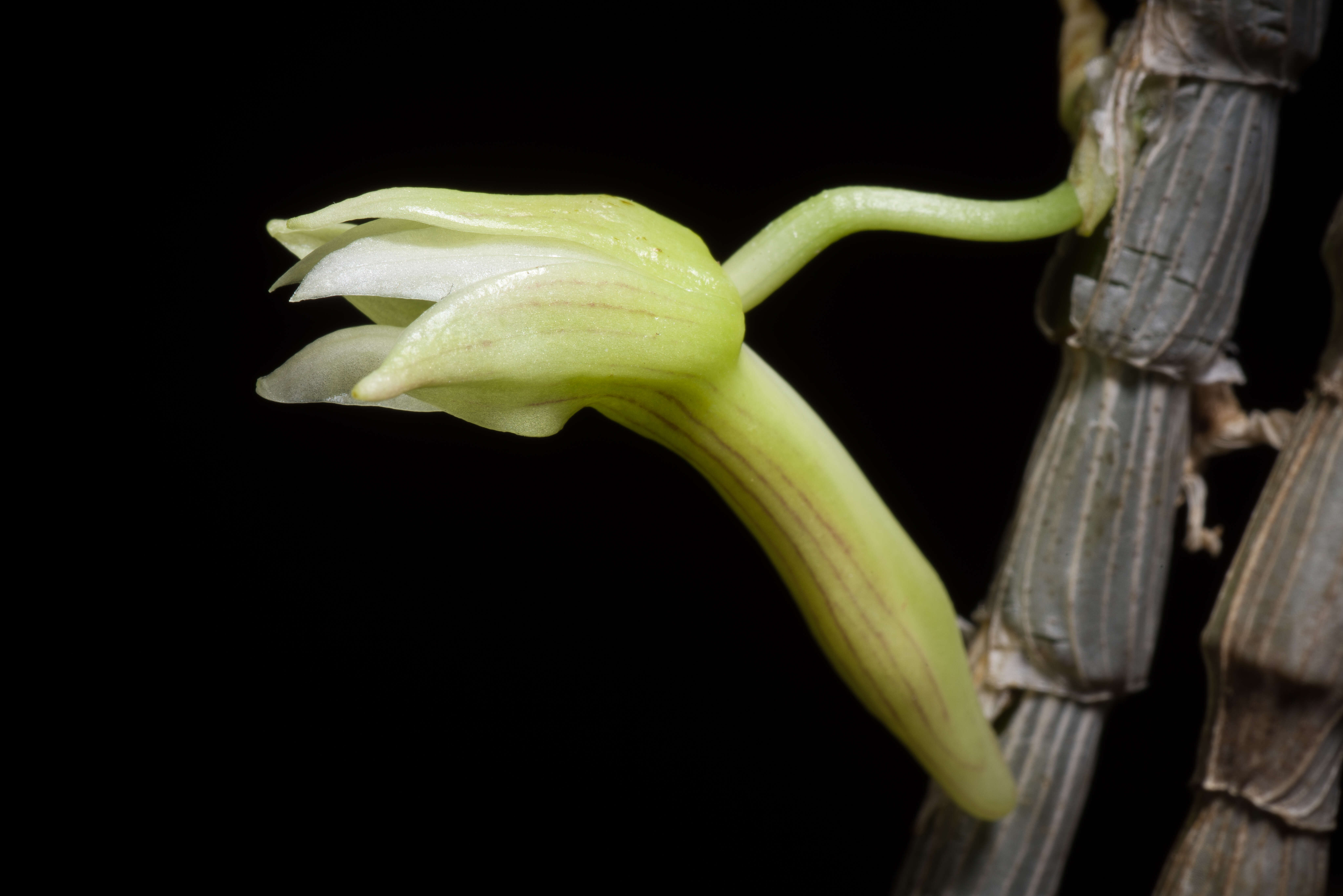 Image of Chameleon Dendrobium