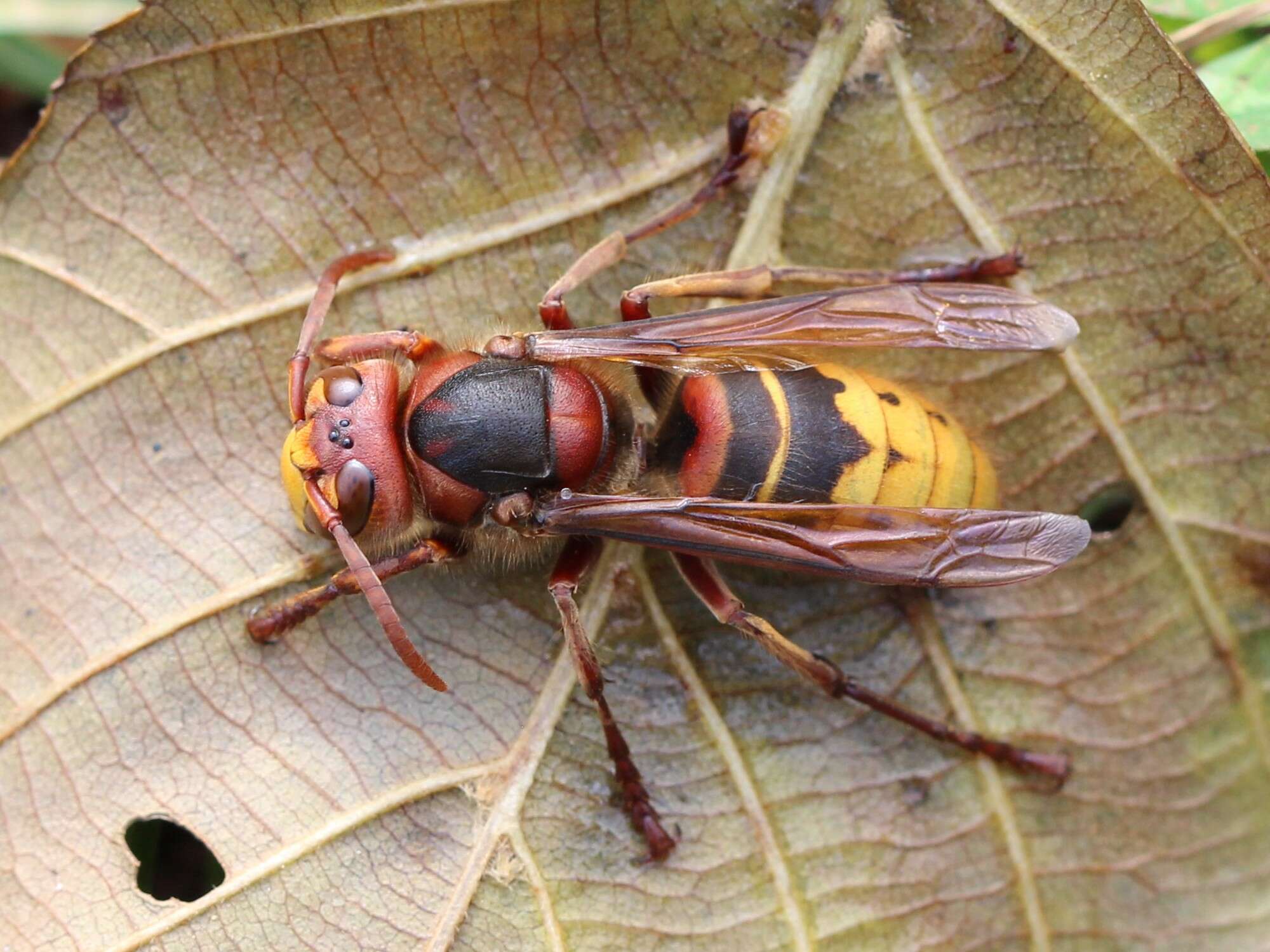 Image of Hornet