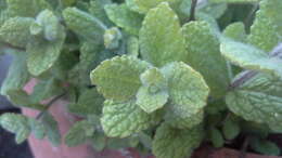 Image of Apple Mint