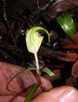 Image of Kauri greenhood