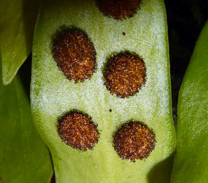 Image of Loxogramme dictyopteris (Mett.) Copel.