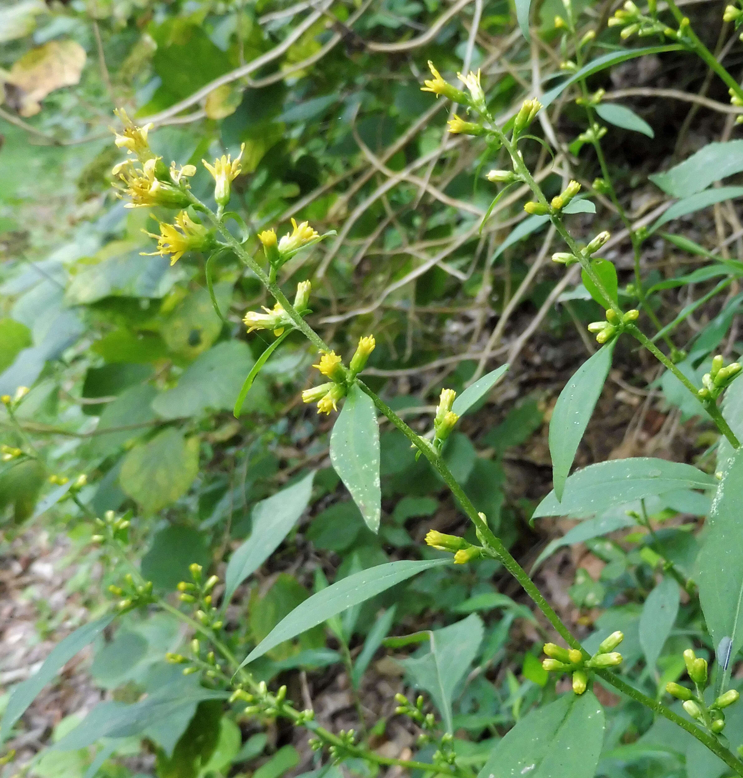 Image of Broad-leaved goldenrod