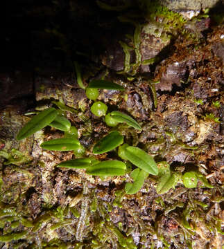 Image of Pygmy tree orchid