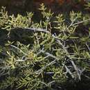 Sivun Acacia estrophiolata F. Muell. kuva