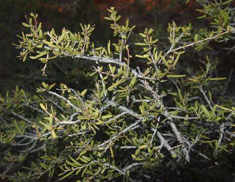 Plancia ëd Acacia estrophiolata F. Muell.