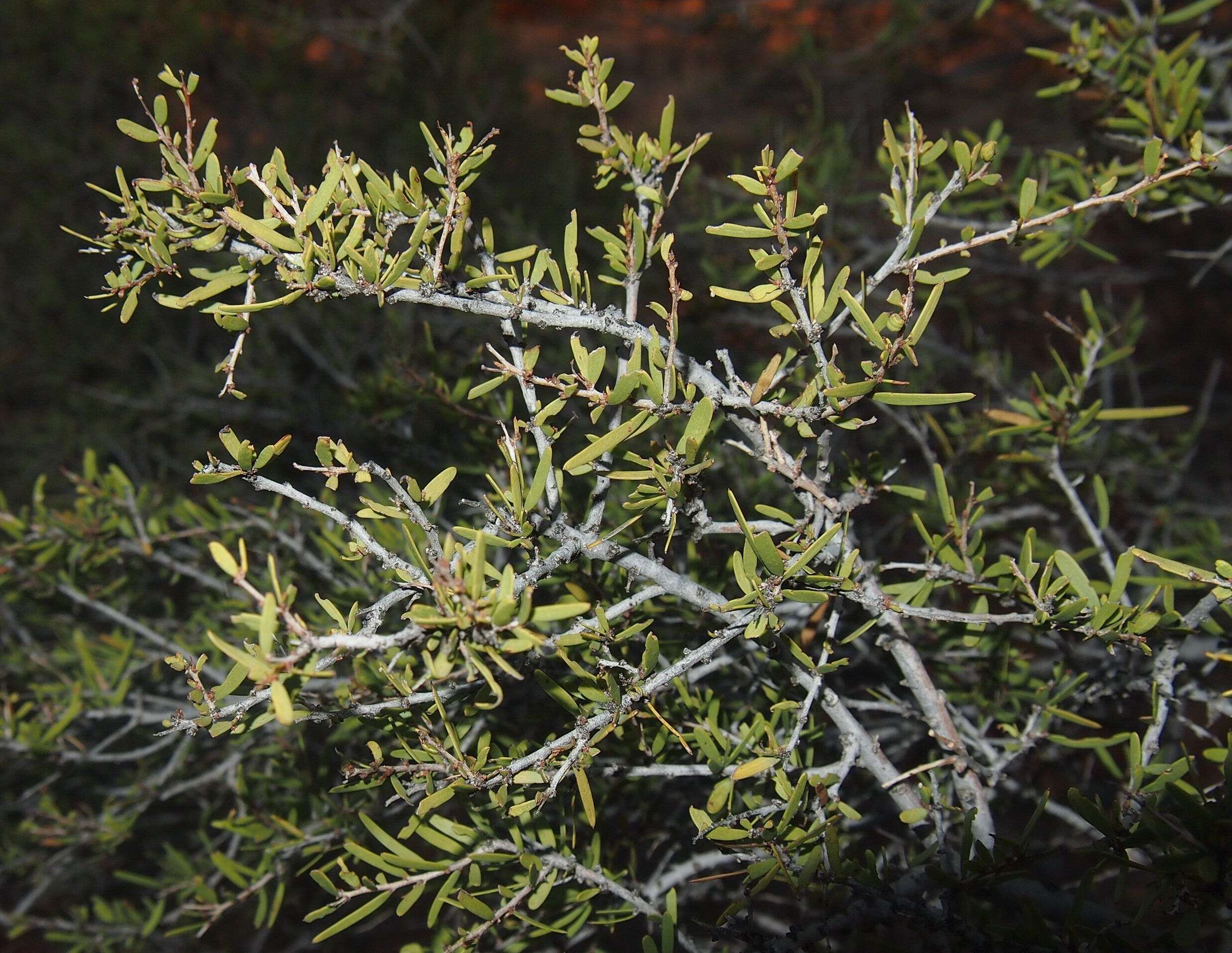 Image of Acacia estrophiolata F. Muell.