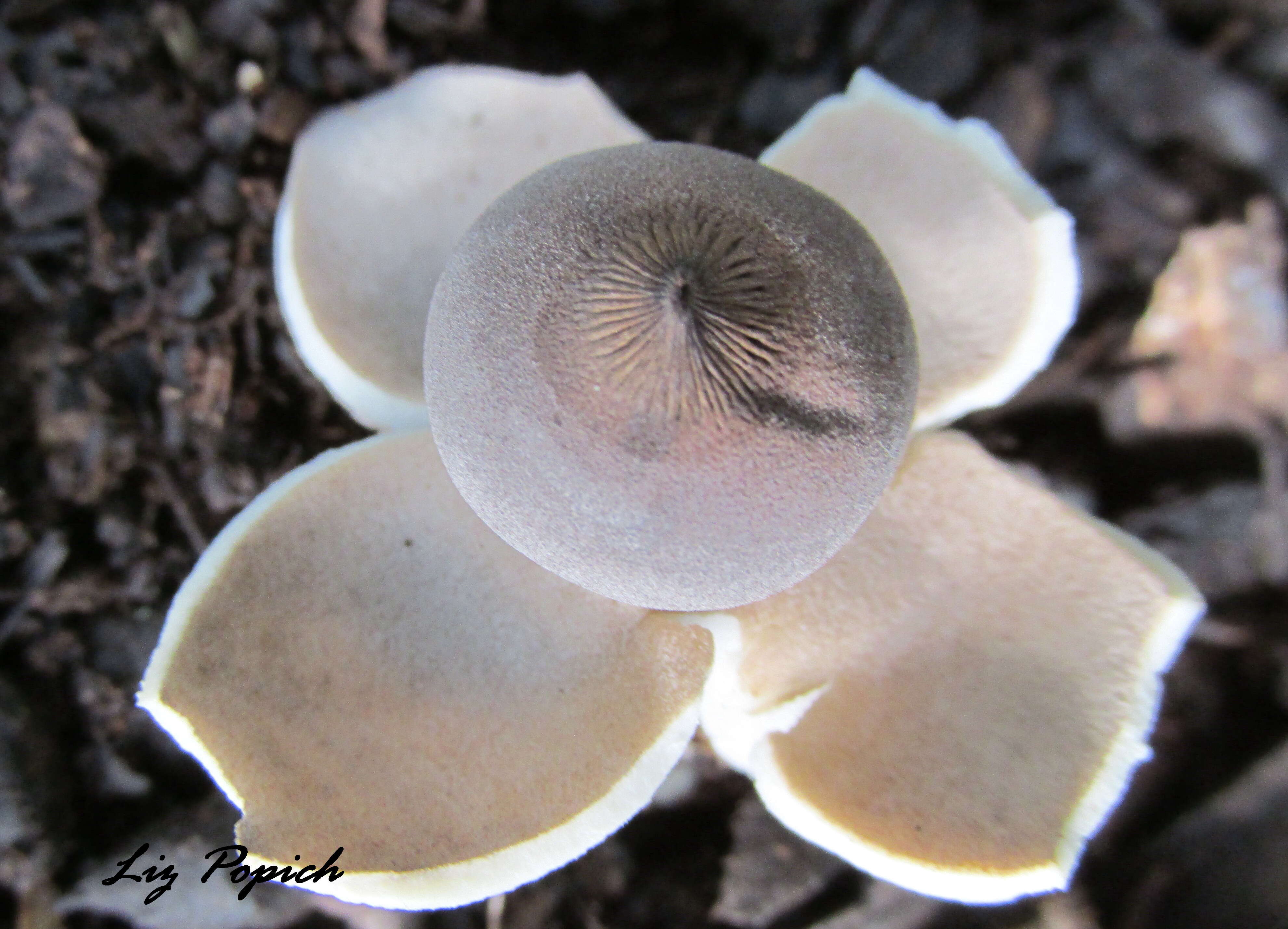 Imagem de Geastrum fornicatum (Huds.) Hook. 1821