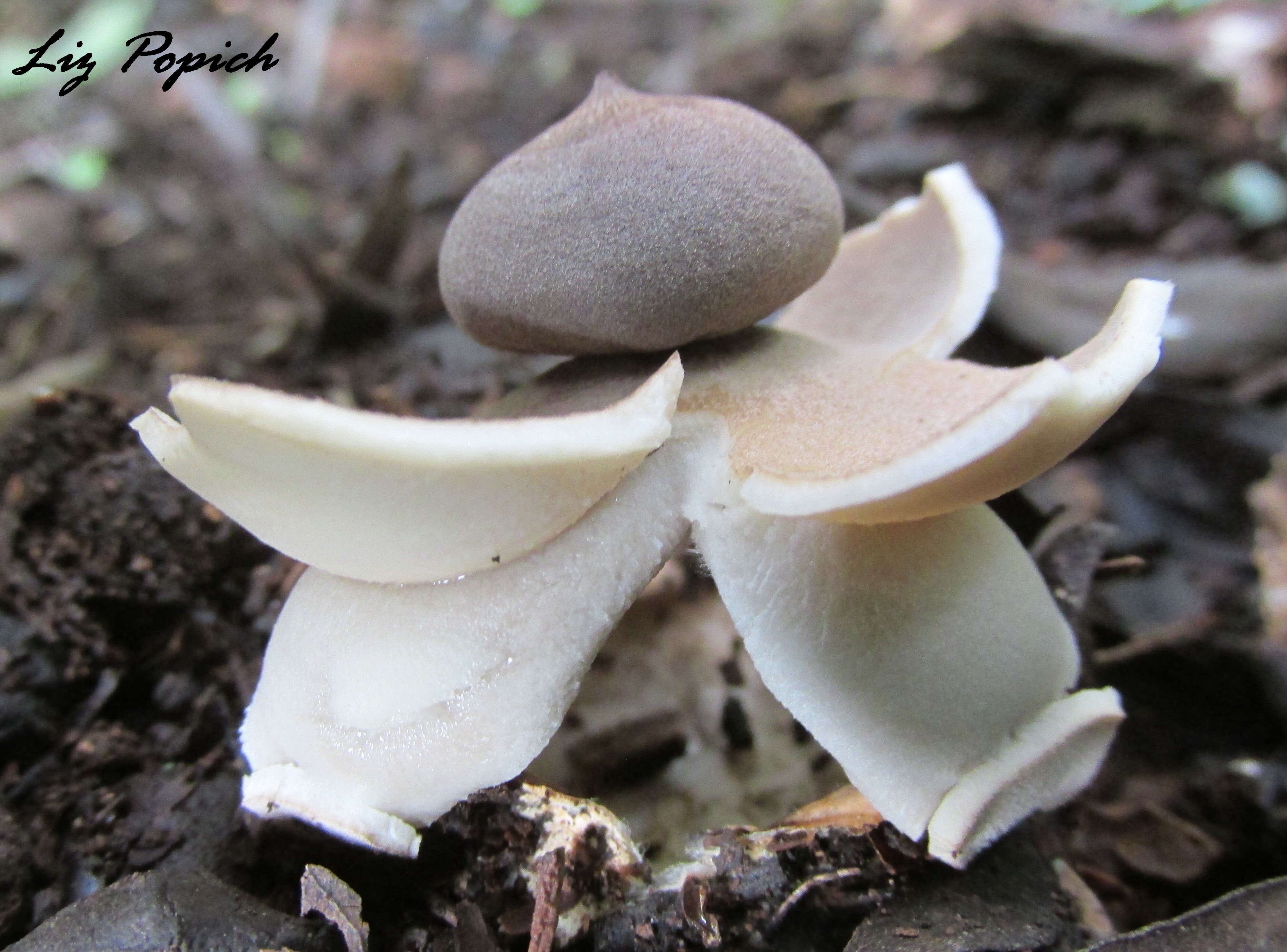 Imagem de Geastrum fornicatum (Huds.) Hook. 1821