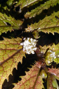 Image of Elatostema rugosum A. Cunn.