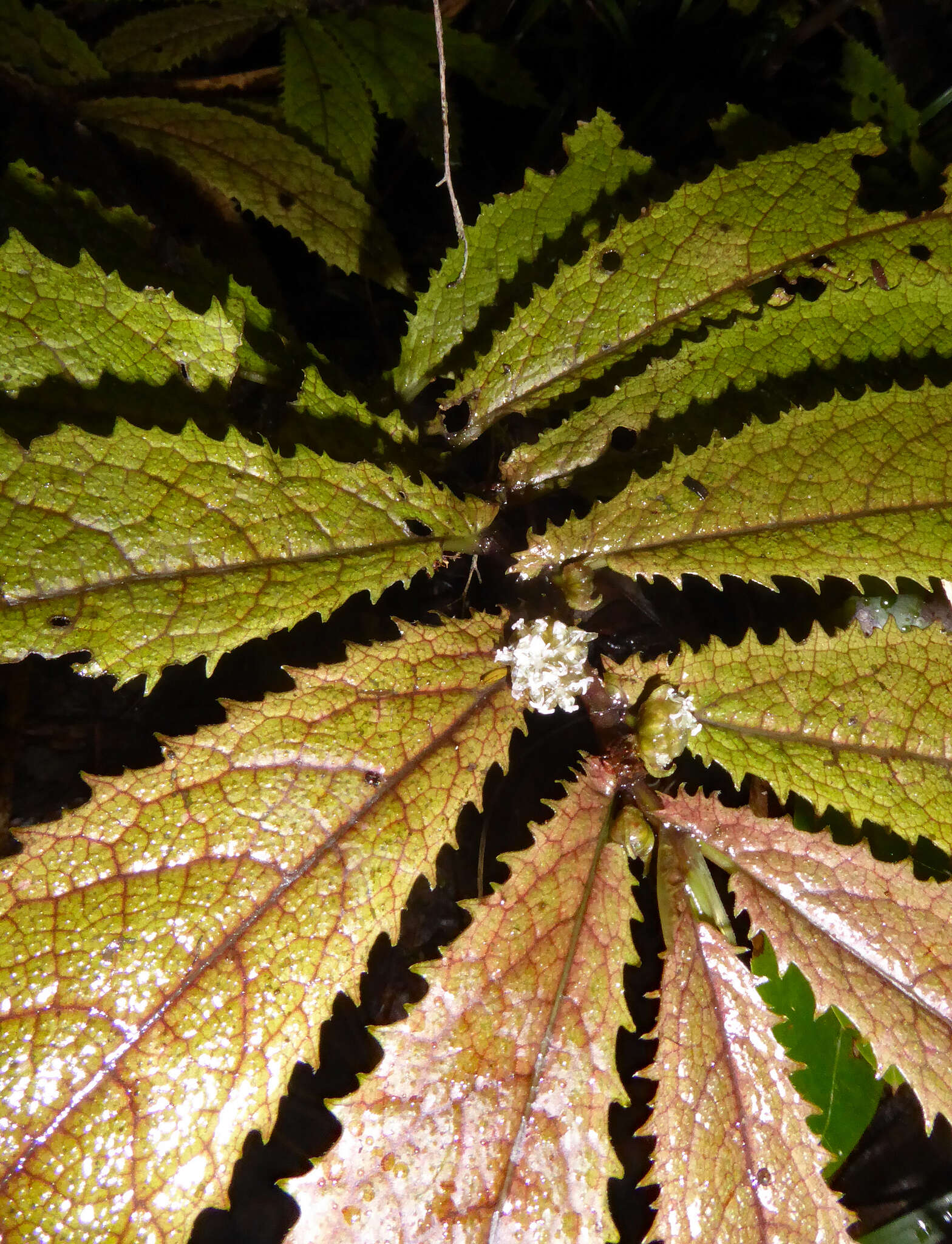 Image of Elatostema rugosum A. Cunn.