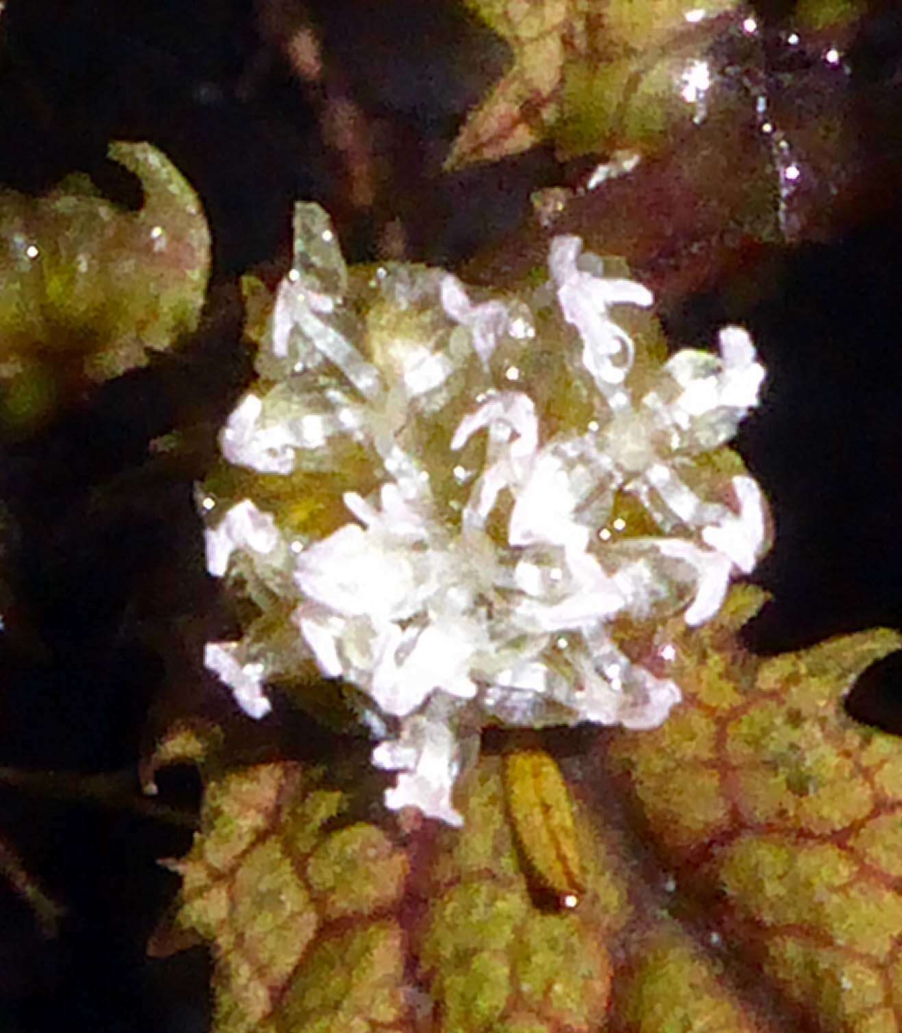 Image of Elatostema rugosum A. Cunn.