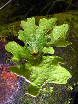 Image of spotted felt lichen